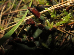 Peltigera ponojensis