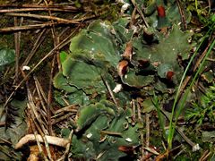Peltigera ponojensis
