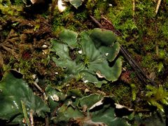 Peltigera ponojensis