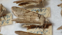 Epipsilia grisescens