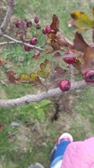 Crataegus