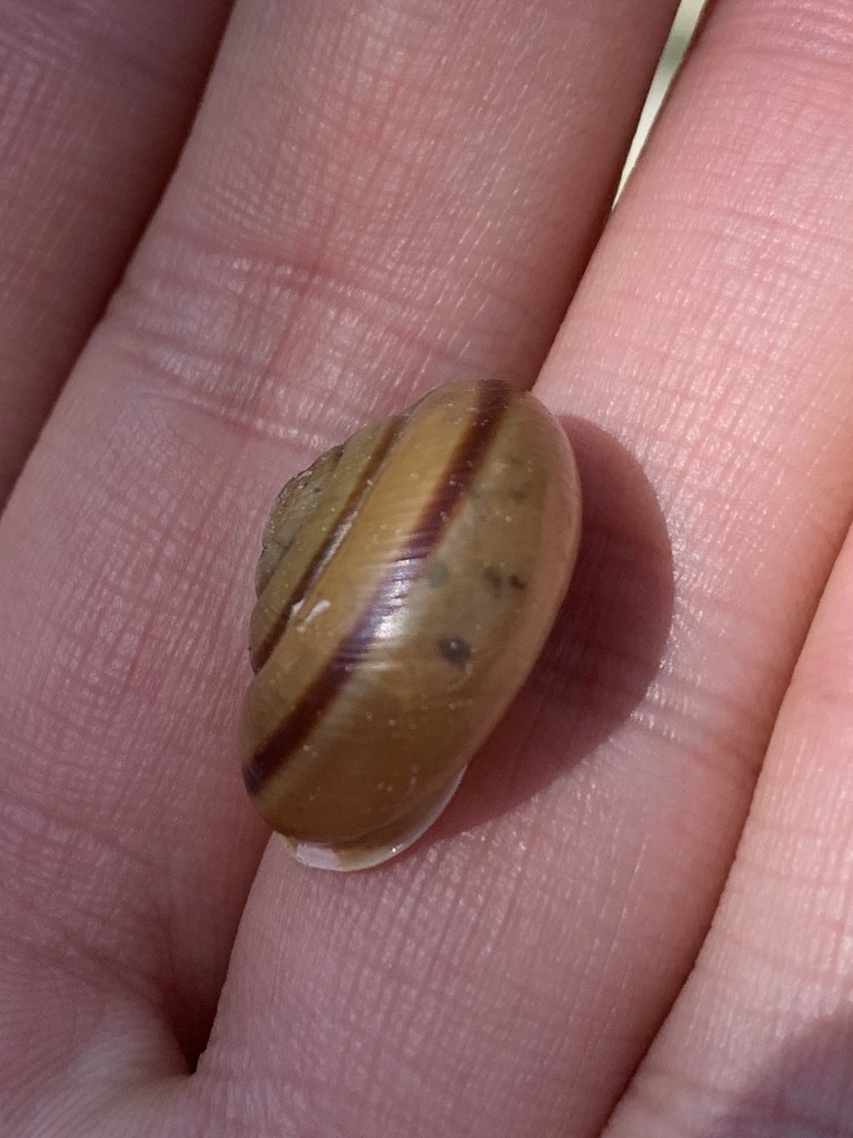 Chilostoma zonatum