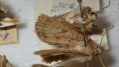 Epipsilia grisescens