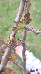 Crataegus