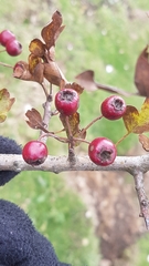 Crataegus