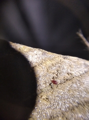 Dermanyssus gallinae