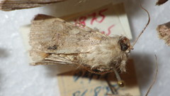 Epipsilia grisescens