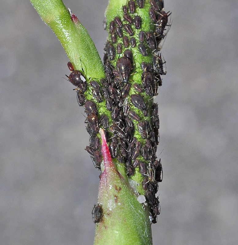 Staticobium latifoliae