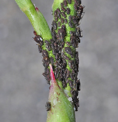 Staticobium latifoliae