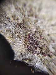 Dermanyssus gallinae