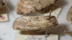 Epipsilia grisescens