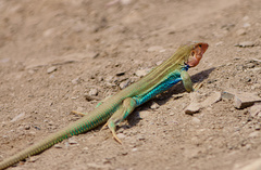 Dicrodon heterolepis