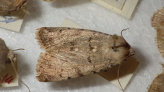 Epipsilia grisescens