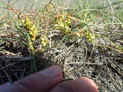 Carex pumila
