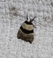 Zonopetala glauconephela