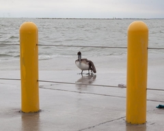 Pelecanus occidentalis