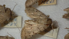 Epipsilia grisescens