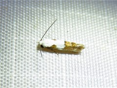Mompha circumscriptella