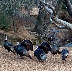 Meleagris gallopavo