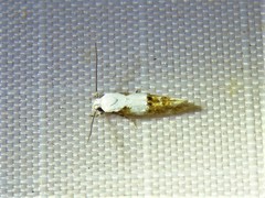 Mompha circumscriptella