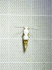Mompha circumscriptella