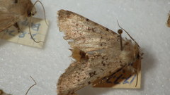 Epipsilia grisescens