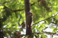 Campethera bennettii