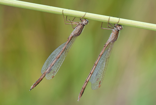 Siberian Winter Damsel