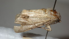 Epipsilia grisescens