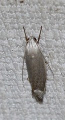 Plectophila