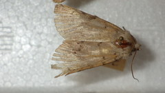 Epipsilia grisescens