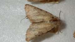 Epipsilia grisescens