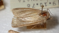 Epipsilia grisescens