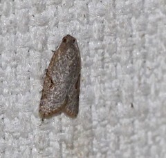 Meritastis piperata