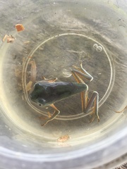 Phyllomedusa tarsius