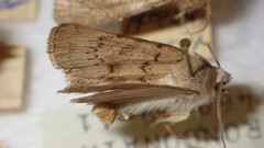 Epipsilia grisescens