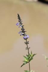 Salvia pallida