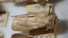 Epipsilia grisescens