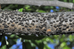Pterochloroides persicae