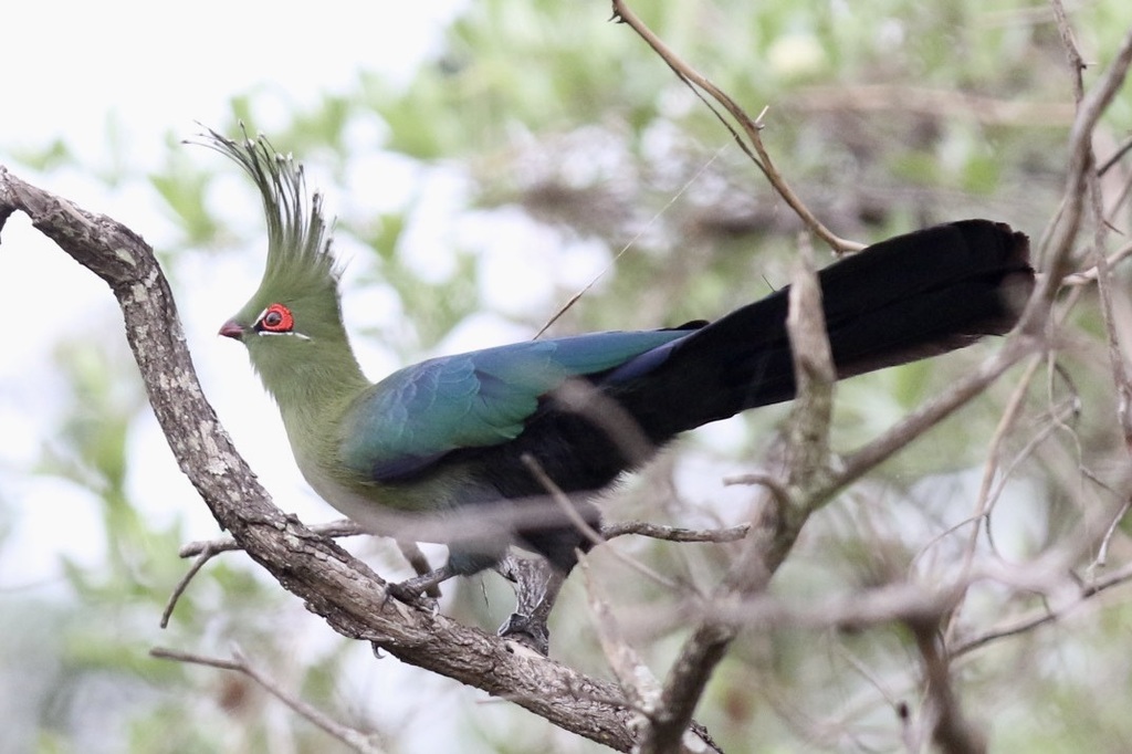 Schalow's Turaco photo