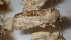 Epipsilia grisescens