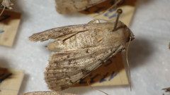 Epipsilia grisescens