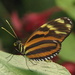 Tiger-striped Longwing - Photo (c) Greg Pohl, some rights reserved (CC BY-NC), uploaded by Greg Pohl
