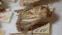 Epipsilia grisescens