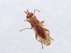 Elgiva solicita