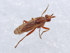 Elgiva solicita