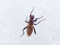 Crumomyia nitida