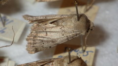 Epipsilia grisescens