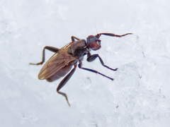 Crumomyia nitida