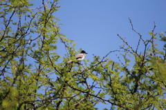 Xenopsaris albinucha